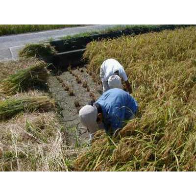 コシヒカリ 無農薬米 有機栽培米 24kg（玄米8kg×3袋）令和8年産