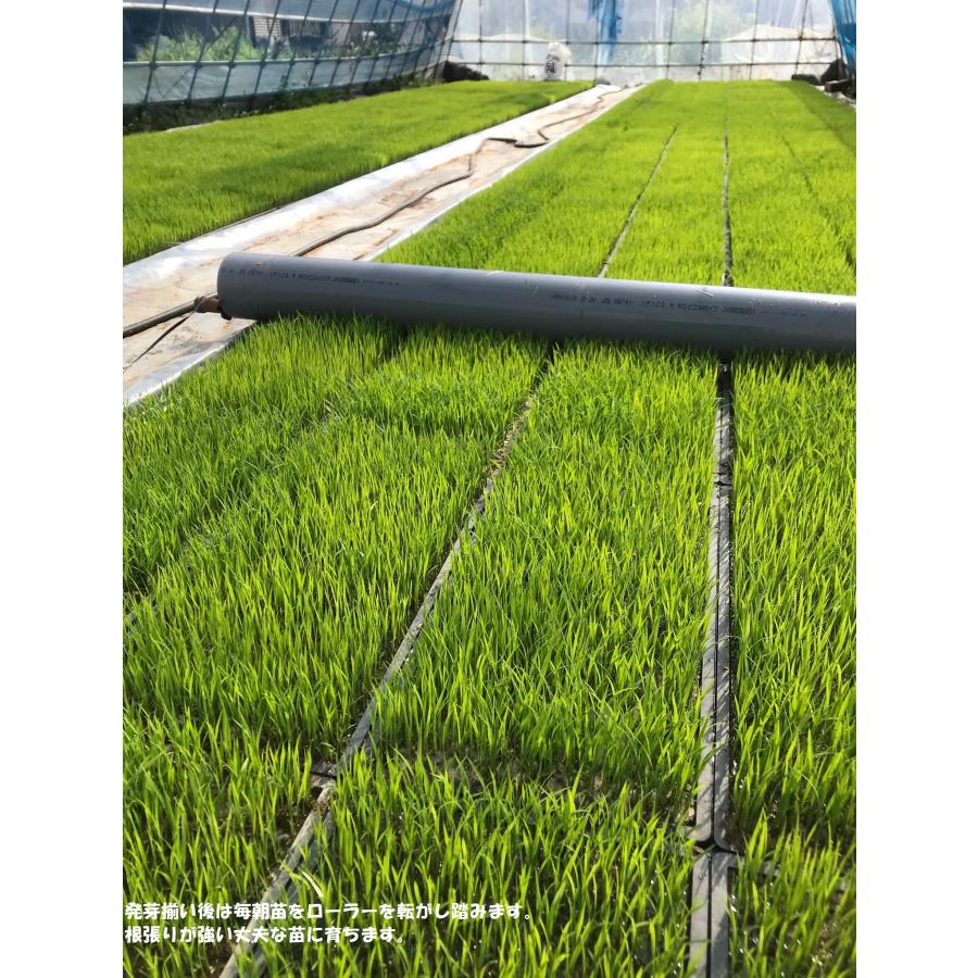 コシヒカリ 無農薬米 有機栽培米 24kg（玄米8kg×3袋）令和8年産