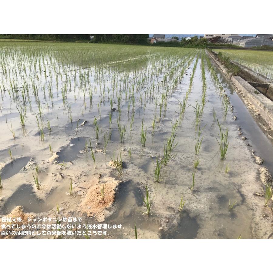 コシヒカリ 無農薬米 有機栽培米 24kg（玄米8kg×3袋）令和8年産