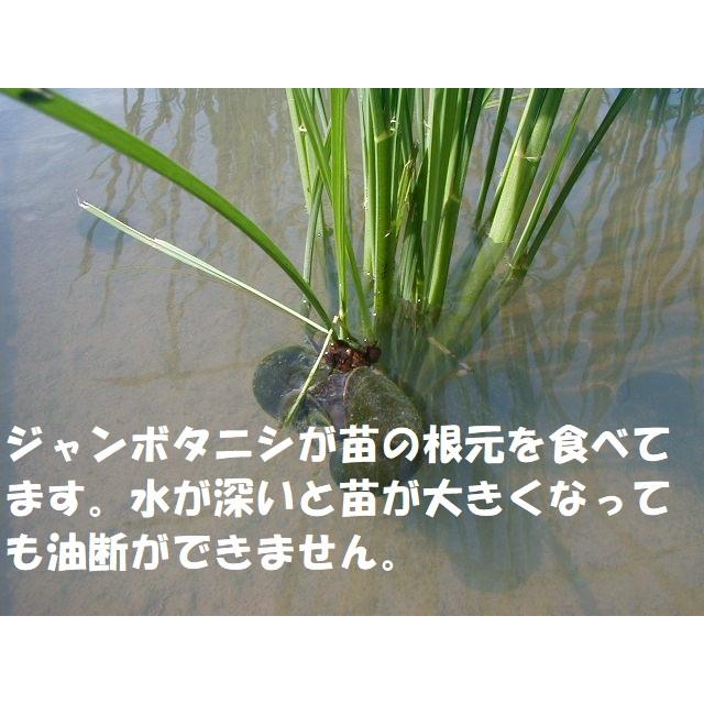 コシヒカリ 無農薬米 有機栽培米 24kg（玄米8kg×3袋）令和8年産