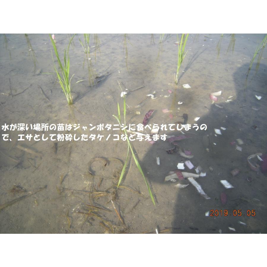 コシヒカリ 無農薬米 有機栽培米 24kg（玄米8kg×3袋）令和8年産