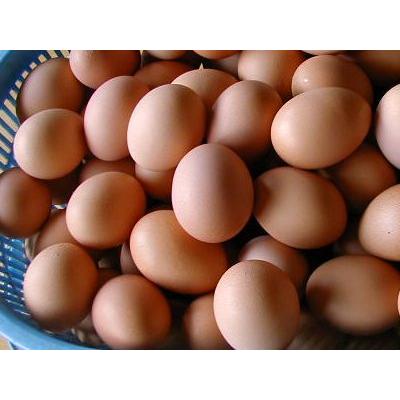 にわとり農家の卵黄油　50ｃｃ入り1本　卵油｜toriken｜04