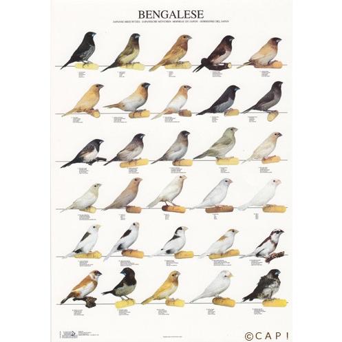 ラミネートポスター 中判 ジュウシマツ 同梱不可 送料個別発生 Bengalese M コンパニオンバード専門店cap 通販 Yahoo ショッピング