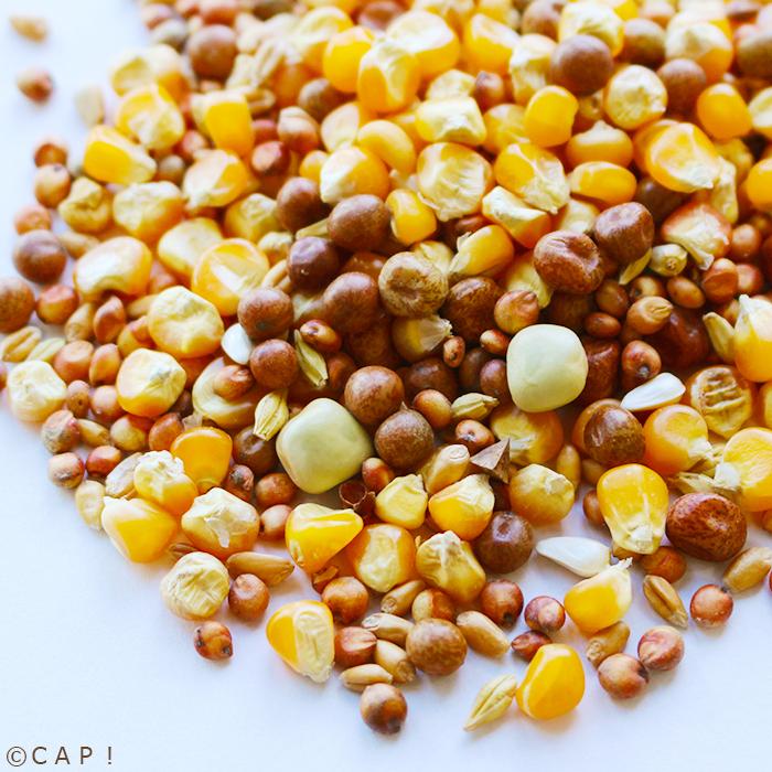 CAP! 鳥の餌 賞味期限2024/7/31【KONKI】サンハーベスト ハトのエサ 1kg :pigeonfood:コンパニオンバード専門店CAP! - 通販 - Yahoo!ショッピング CAP! 鳥の餌 賞味期限2024/7/31【KONKI】サンハーベスト ハトのエサ 1kg :pigeonfood:コンパニオンバード専門店CAP! - 通販 - Yahoo!ショッピング