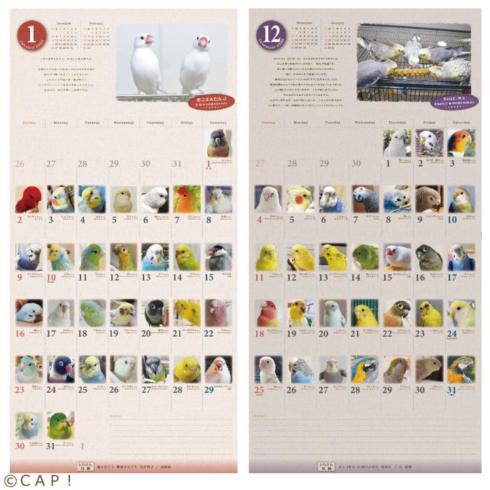 21年版 365days 鳥どりカレンダー Toridoricalendar コンパニオンバード専門店cap 通販 Yahoo ショッピング