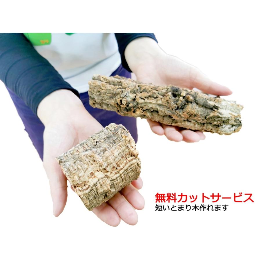 インコのおもちゃ コルク枝のとまり木 約 30cm : とりっぴー小鳥用品