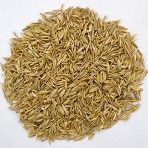 黒瀬ペットフード 自然派宣言 オーチャードグラスの種 100g 小鳥の