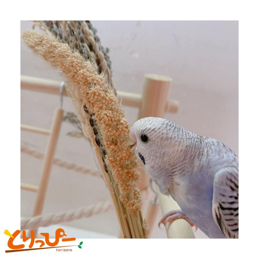 3000g 超お得ボリュームパック 無農薬 赤粟の穂 小鳥 インコ 餌 おやつ 【