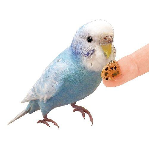 マルカン ぴぃぴぃぴゅーれ 小松菜＆みかん インコのゼリーおやつ