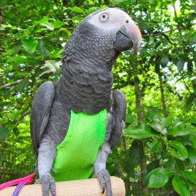 AVIAN FASHIONS　フライトスーツ各種　インコ・オウムの服 | 放鳥時の糞対策、お散歩に｜torippie｜04