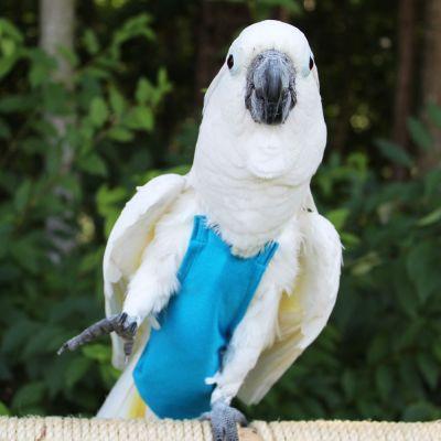 AVIAN FASHIONS　フライトスーツ各種　インコ・オウムの服 | 放鳥時の糞対策、お散歩に｜torippie｜08