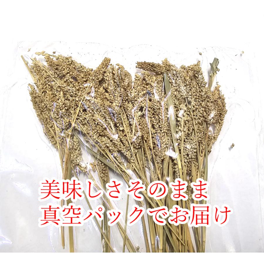送料無料 | 新鮮真空パック 国産 無農薬栽培 ひえの穂 80g 日本産 稗穂