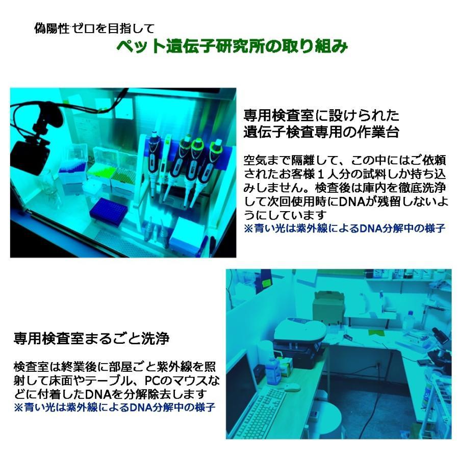 同梱不可 【自宅で遺伝子検査・郵送型】小鳥の遺伝子検査キット BFD