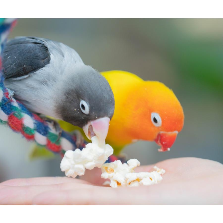 インコのおやつ 小鳥のためのポップコーン 無塩、無油で低カロリー