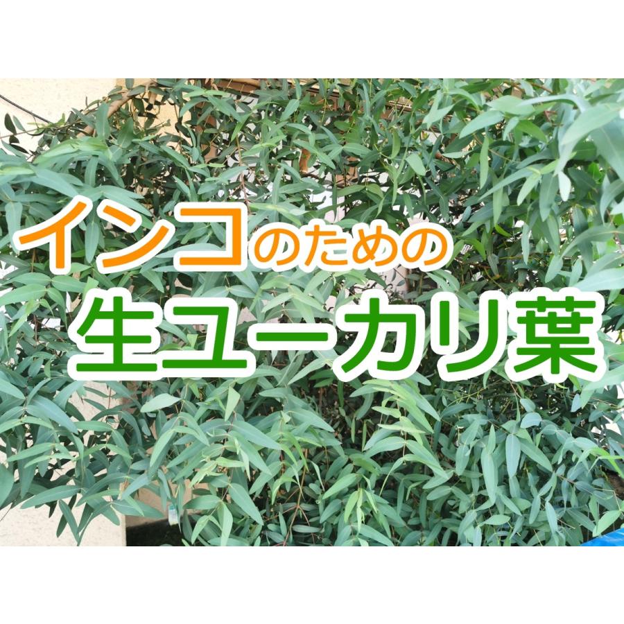 【夏季限定】インコのための生ユーカリの葉　｜　セキセイインコやオカメインコのおもちゃ、おやつ（Yahoo!・とりっぴー小鳥用品専門店）