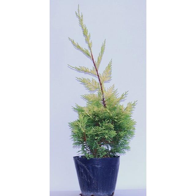 レイランドサイプレス ゴールドライダー 高さ ４０ｃｍ R とろばと 通販 Yahoo ショッピング