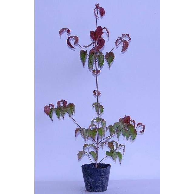 予約受付中 やまぼうし 高さ５０cm