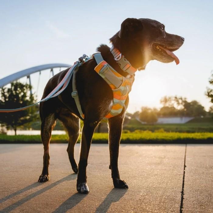 【2024ニューモデル】ラフウェア ハーネス フロントレンジハーネス 小型犬ハーネス 中型犬ハーネス 大型犬ハーネス  正規品｜torusdogmartyokohama｜19