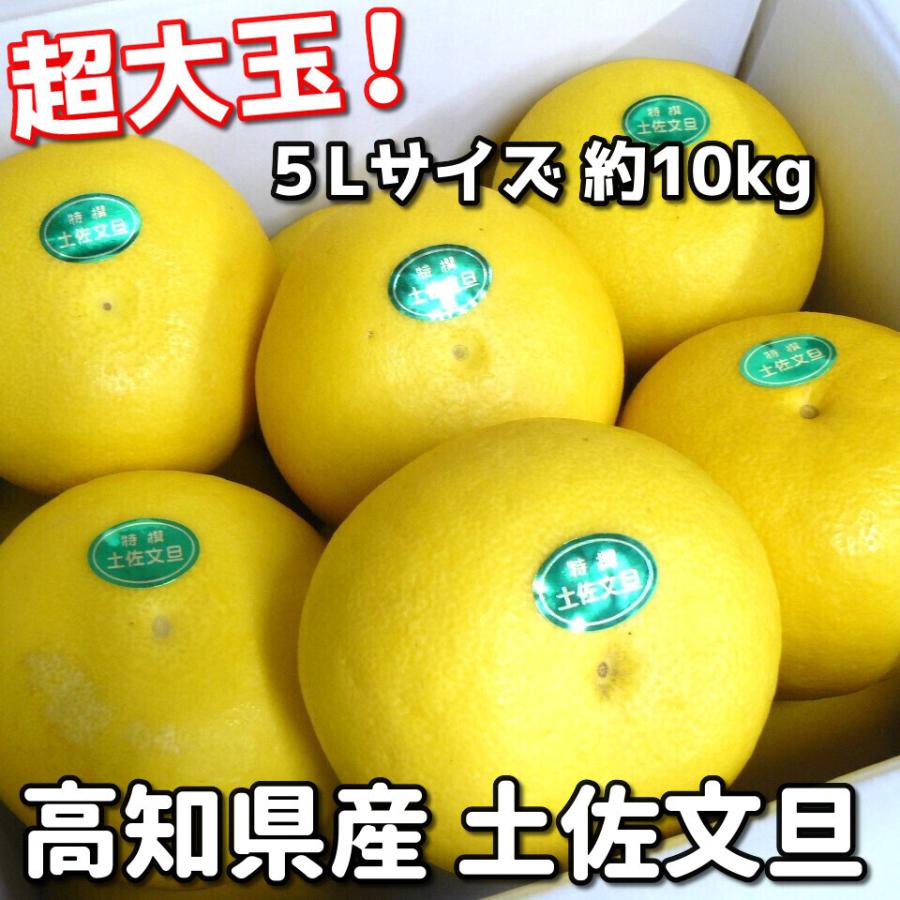 ご贈答用に最適】トップレベル 超大玉 高知県産 土佐文旦 (ぶん ご贈答用に最適】トップレベル 超大玉 高知県産 土佐文旦 (ぶん