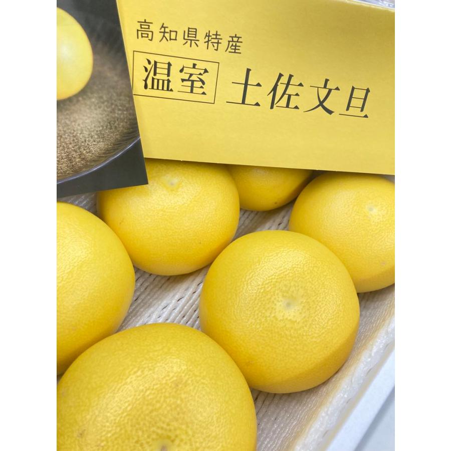 ご贈答用に最適 高知県 特産 温室 土佐文旦 ハウス文旦 ぶんたん