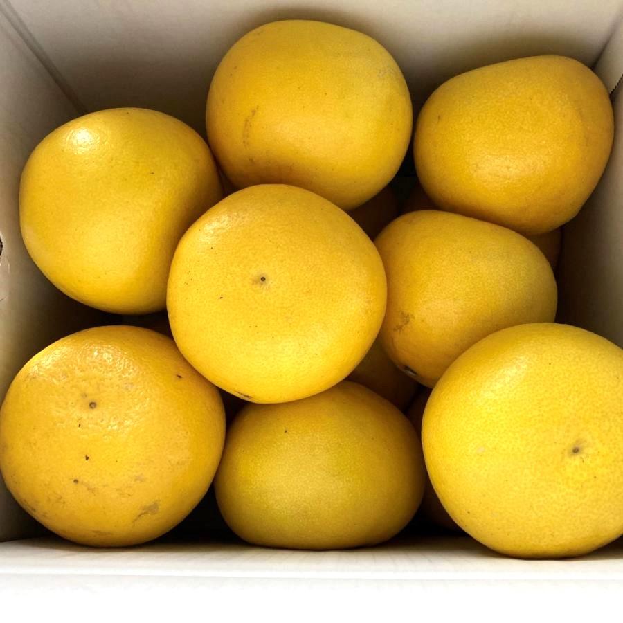 ご贈答用・ご家庭用に最適】高知県産 土佐文旦 (ぶんたん) マル研 4L