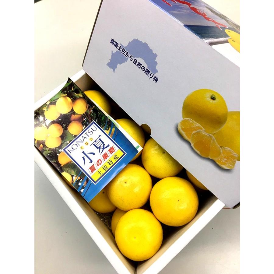 高知県産 小夏 ご贈答用 M・Lサイズ 約2.5kg（約24玉) 温室ハウス