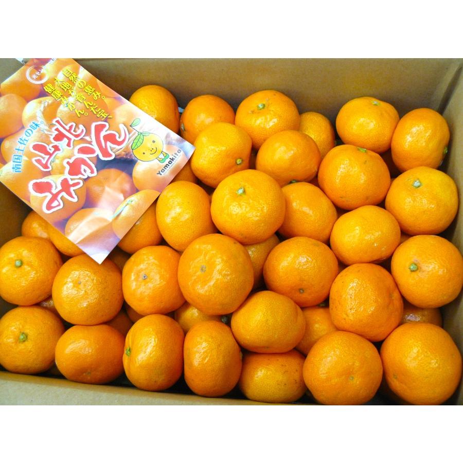 高知県特産】 山北みかん 露地物 ギフト 秀品 S〜Mサイズ 約5kg