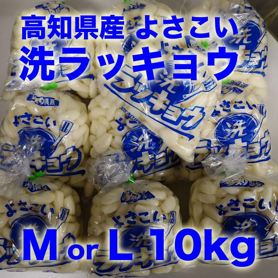 高知県産 よさこい 洗ラッキョウ 10kg入り : 土佐うまいもん市場