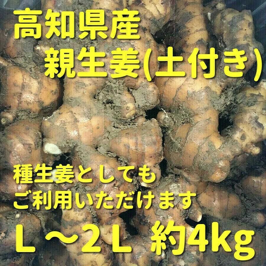 最大66 オフ 高知県産 親生姜 囲い生姜 土付き L 2l 約4kg