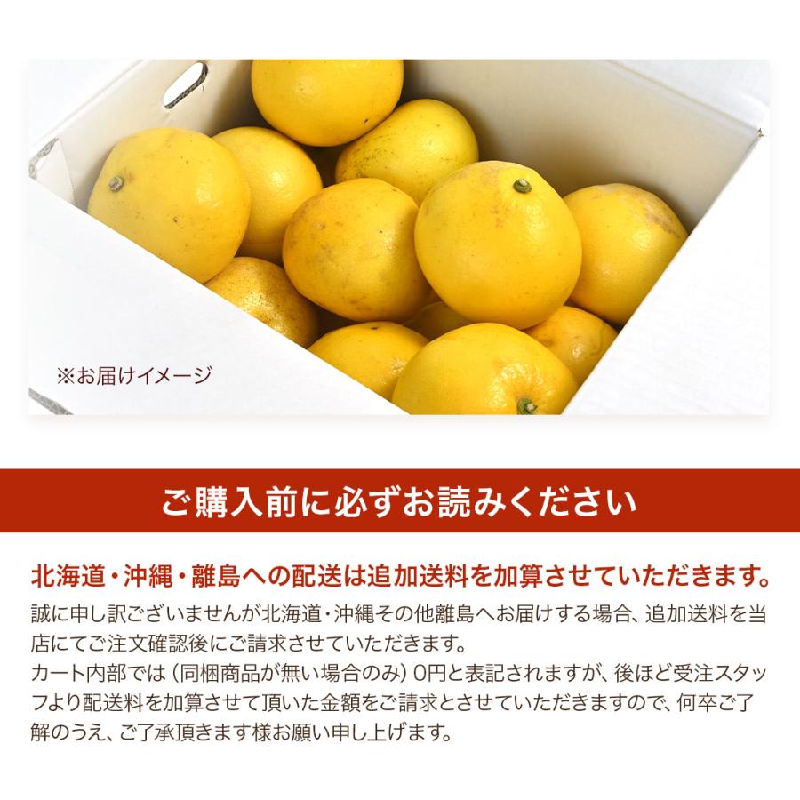 送料無料 (一部地域を除く) 訳あり 土佐文旦( 露地文旦 )10kg 送料無料 (一部地域を除く) 訳あり 土佐文旦( 露地文旦 )10kg