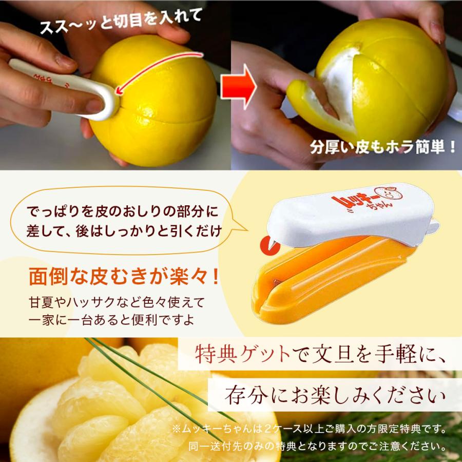 送料無料 (一部地域を除く) 訳あり 土佐文旦( 露地文旦 )10kg 送料無料 (一部地域を除く) 訳あり 土佐文旦( 露地文旦 )10kg