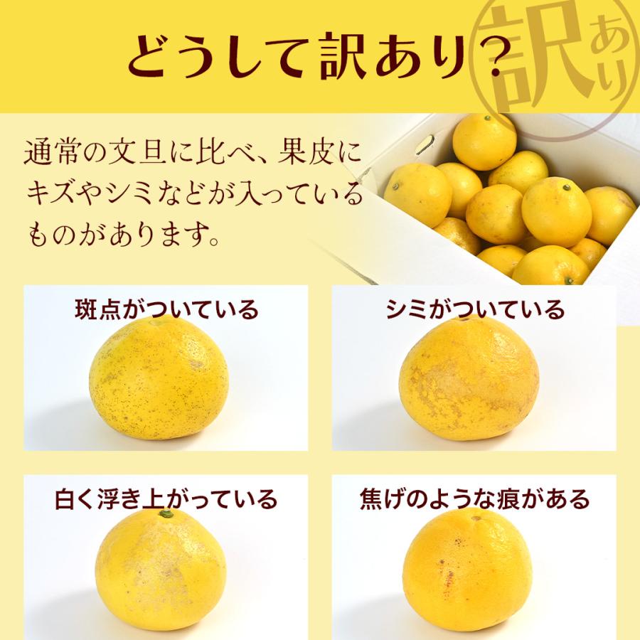 送料無料 大玉 土佐 文旦 訳あり 土佐文旦（露地） 10kg サイズ(3L／4L