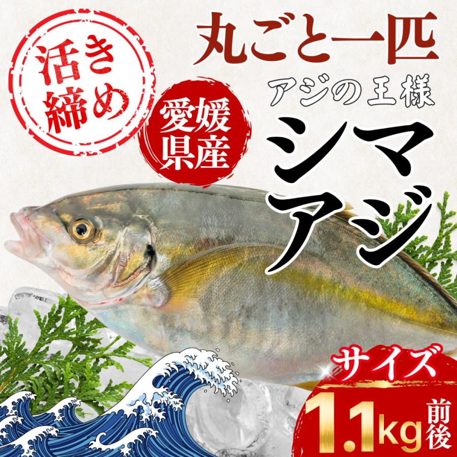 シマアジ 刺身 縞鯵 愛媛県産 活け締め 丸ごと一匹 1.1kg前後 アジの王様 活〆 鮮魚 皮引き 寿司 ネタ 刺身 宇和海 産地 釣れたて ...