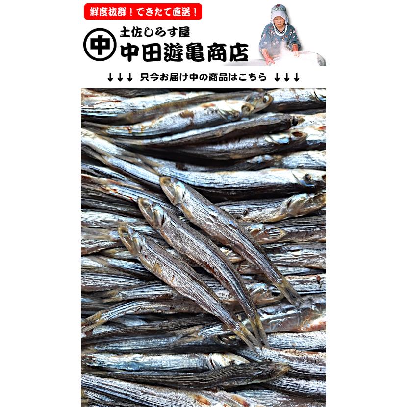 土佐名物ほたれ丸干し（カタクチイワシ丸干し）※只今のサイズ12cmほど