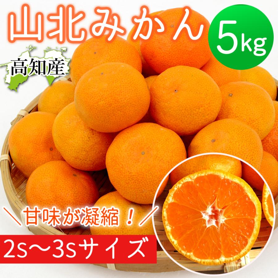 100円OFFクーポン みかん 山北みかん 高知産 約5kg 蜜柑 温州みかん 
