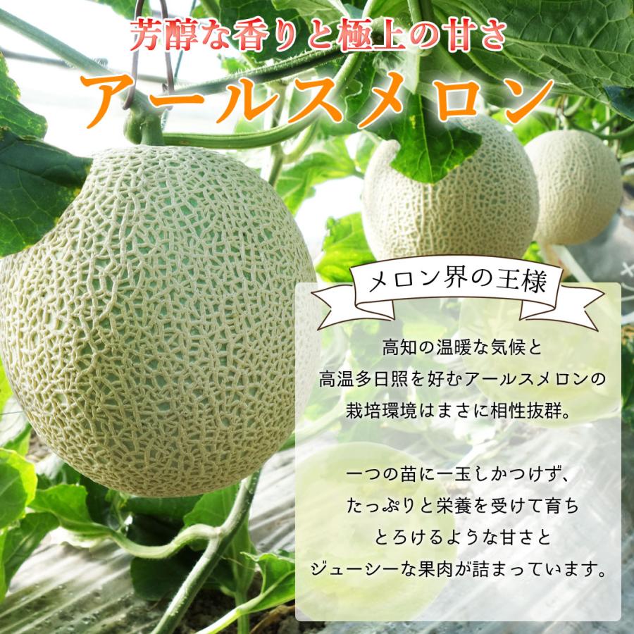 メロン 高知産 家庭用 5玉 高級 温室 ハウスメロン 青肉メロン 5個