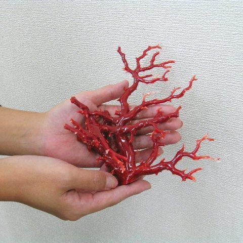 高知沖産血赤珊瑚の 拝見・置き物・原木 /置物/飾り/黒檀台 高知沖産血赤珊瑚の 拝見・置き物・原木 /置物/飾り/黒檀台