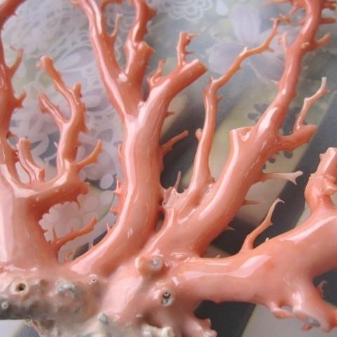 ピンク(ガーネ)珊瑚の置物/原木/拝見/(艶出し加工済み ピンク(ガーネ)珊瑚の置物/原木/拝見/(艶出し加工済み