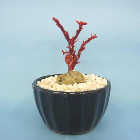 高知沖産血赤珊瑚の 拝見・原木・置き物 （艶出し加工済み）/飾り/置物