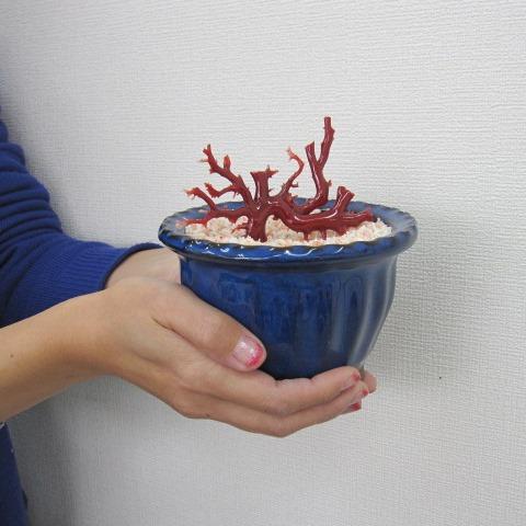 高知沖産血赤珊瑚の 拝見・原木・置き物 (艶出し加工済み 高知沖産血赤珊瑚の 拝見・原木・置き物 (艶出し加工済み