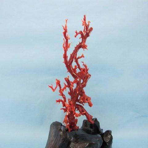 高知沖産血赤珊瑚の拝見・原木・置物/艶出し加工済み/黒檀台/『宝石