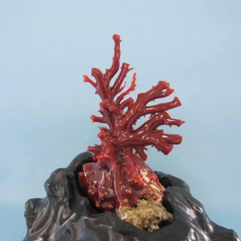 メール便なら送料無料 高知沖産血赤珊瑚の拝見 原木 置物 盆栽風 飾り 置き物 宝石サンゴ 半額品 Zoetalentsolutions Com