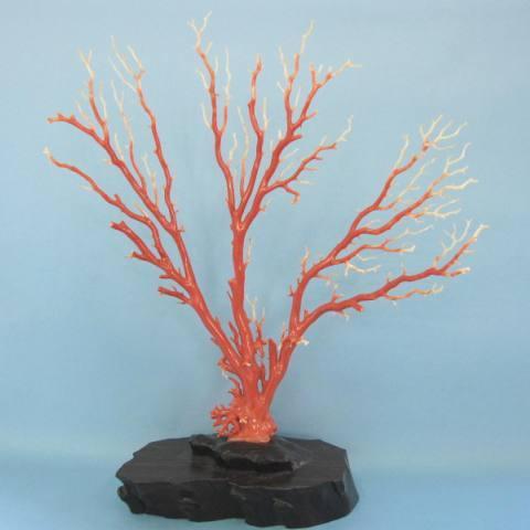 桃珊瑚の拝見・原木・置物/黒檀台/鑑別書付 桃色珊瑚 宝石 赤珊瑚 珊瑚