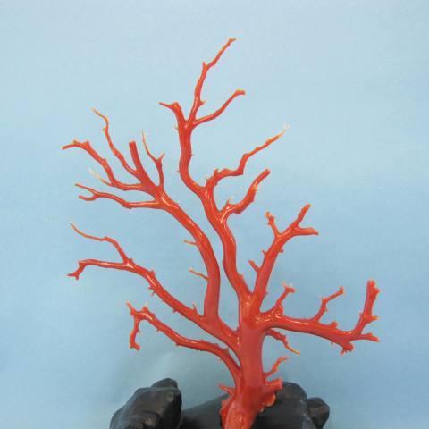 高知沖産血赤珊瑚の拝見・原木・置物 /艶出し加工済み/黒檀台/『宝石サンゴ』