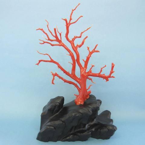 高知沖産血赤珊瑚の拝見・原木・置物 /艶出し加工済み/黒檀台/『宝石