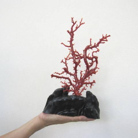 高知沖産血赤珊瑚の拝見・原木・置物/艶出し加工済み/黒檀台/『宝石