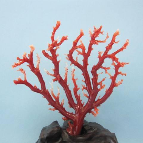 赤珊瑚もも珊瑚拝見 特大