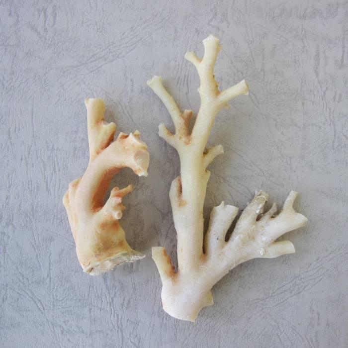 珊瑚 原木 ホワイトコーラル 天然 高知沖産白珊瑚の原木 （2個セット