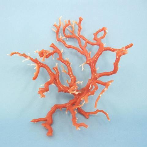 ピンク珊瑚の拝見・置物（艶出し加工済み）/原木/黒檀台/『宝石サンゴ