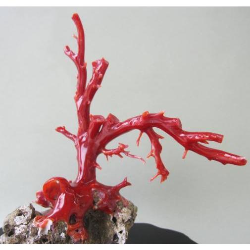 高知沖産血赤珊瑚の 拝見・置き物・原木 /石付き/黒檀台/置物